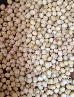 Make Northeast salt beans step 2