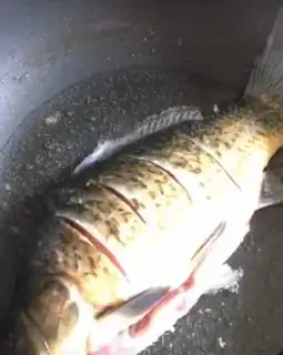 Make Red-burned mackerel step 1
