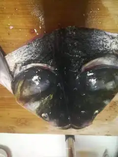 Make Pepper chopper head step 0
