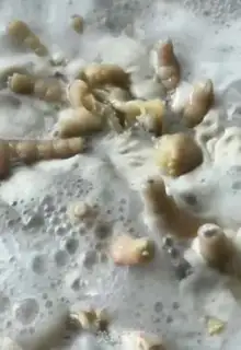 Make Chicken claws step 2