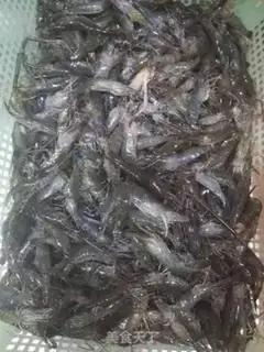 Make Pelican shrimp step 1