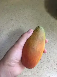 Make Mango pudding step 2