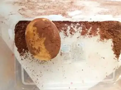 Make Potato buns step 6