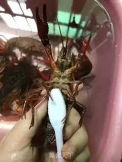 Make Spicy lobster step 0