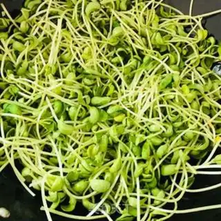 Make Clear the soybeans step 2