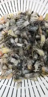 Make Learn to make shrimp oil step 1