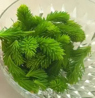 Make Pine bud apple step 1