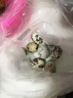 Make Frozen eggs step 1