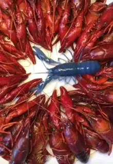 Make Spicy lobster step 1