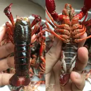 Make Garlic lobster step 1