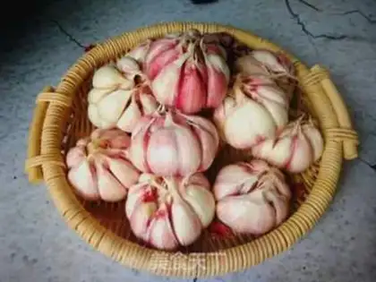 Make Pickle garlic step 1