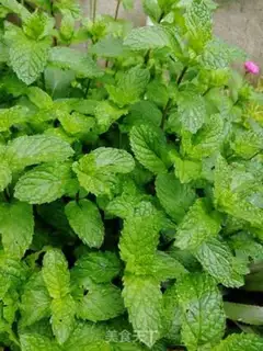 Make Mint-pore tea step 0