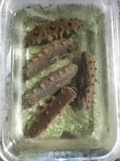 Make Bubble sea cucumber step 2