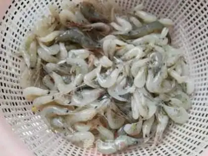 Make Shrimp step 1