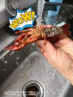 Make Steam lobster step 2