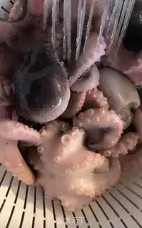 Make Spicy octopus step 1