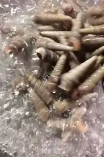 Make Hot snails step 1