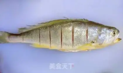 Make Vacuated yellowfish step 2