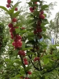 Make Homemade cherry jam step 0