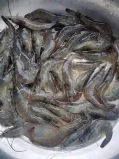 Make Garlic fan shrimp step 0