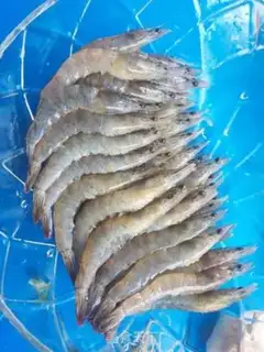 Make Garlic fan shrimp step 3