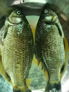 Make Fried mackerel step 2