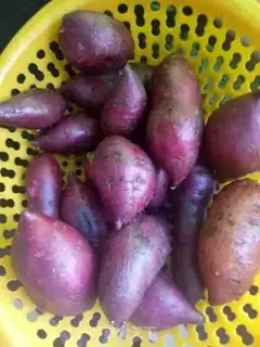 Make Steamed potatoes step 0
