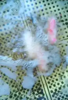 Make Flamingo sesame step 5