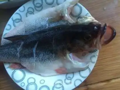 Make Vacuate herring step 1