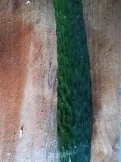 Make Fish step 1