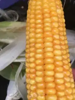 Make Fresh corn porridge step 0
