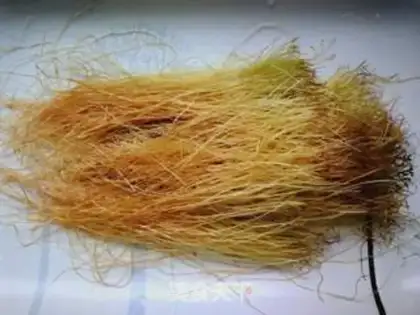 Make Corn shaving tea step 0