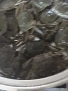 Make Crabs step 0