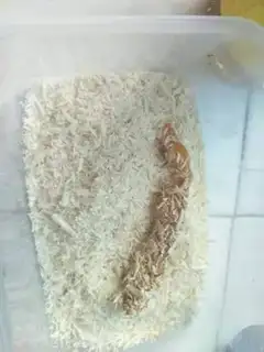 Make The soft fried chicken step 5
