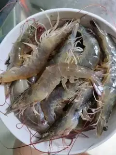 Make Shrimp step 0