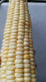 Make Fresh corn congee step 0