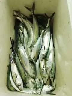 Make Fried oatfish step 0