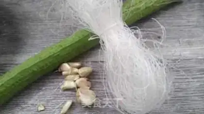 Make Garlic fan silk melon step 0