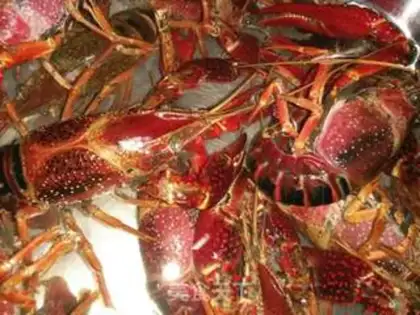 Make Spicy lobster step 0