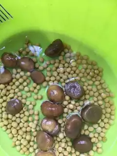 Make Chestnut beans step 2