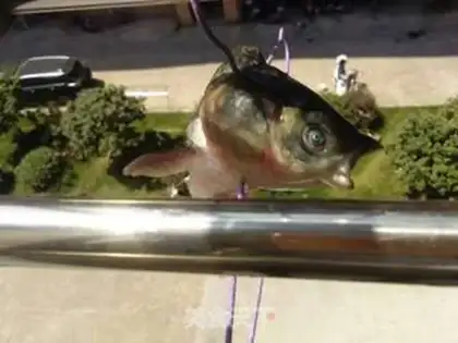 Make Wind-drying fish step 1