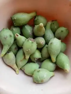 Make Cactus juice step 0
