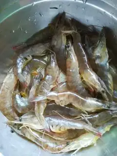Make Slurpy shrimp step 0
