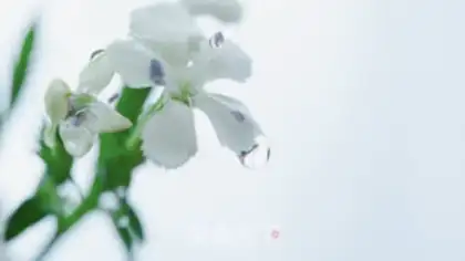 Make A flower ice bowl step 2
