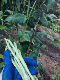 Make Soybeans step 0