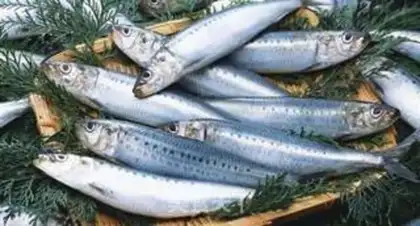 Make Sardines step 0