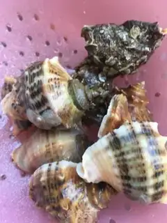 Make Ginger conch step 2