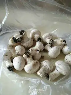 Make Mushroom round soup step 3