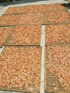 Make Traditional shrimp drying step 5