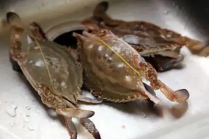 Make Crabs on the ginger step 0